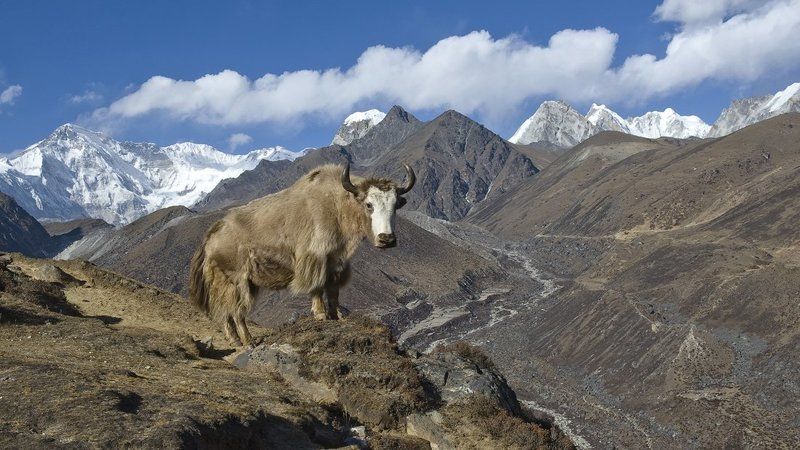 Гималайские моделиphoto preview