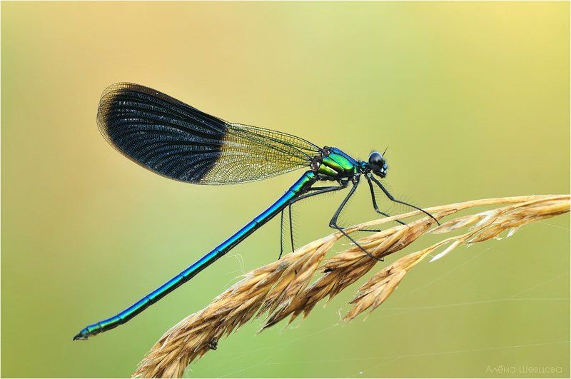 стрекоза Красотка блестящаяphoto preview