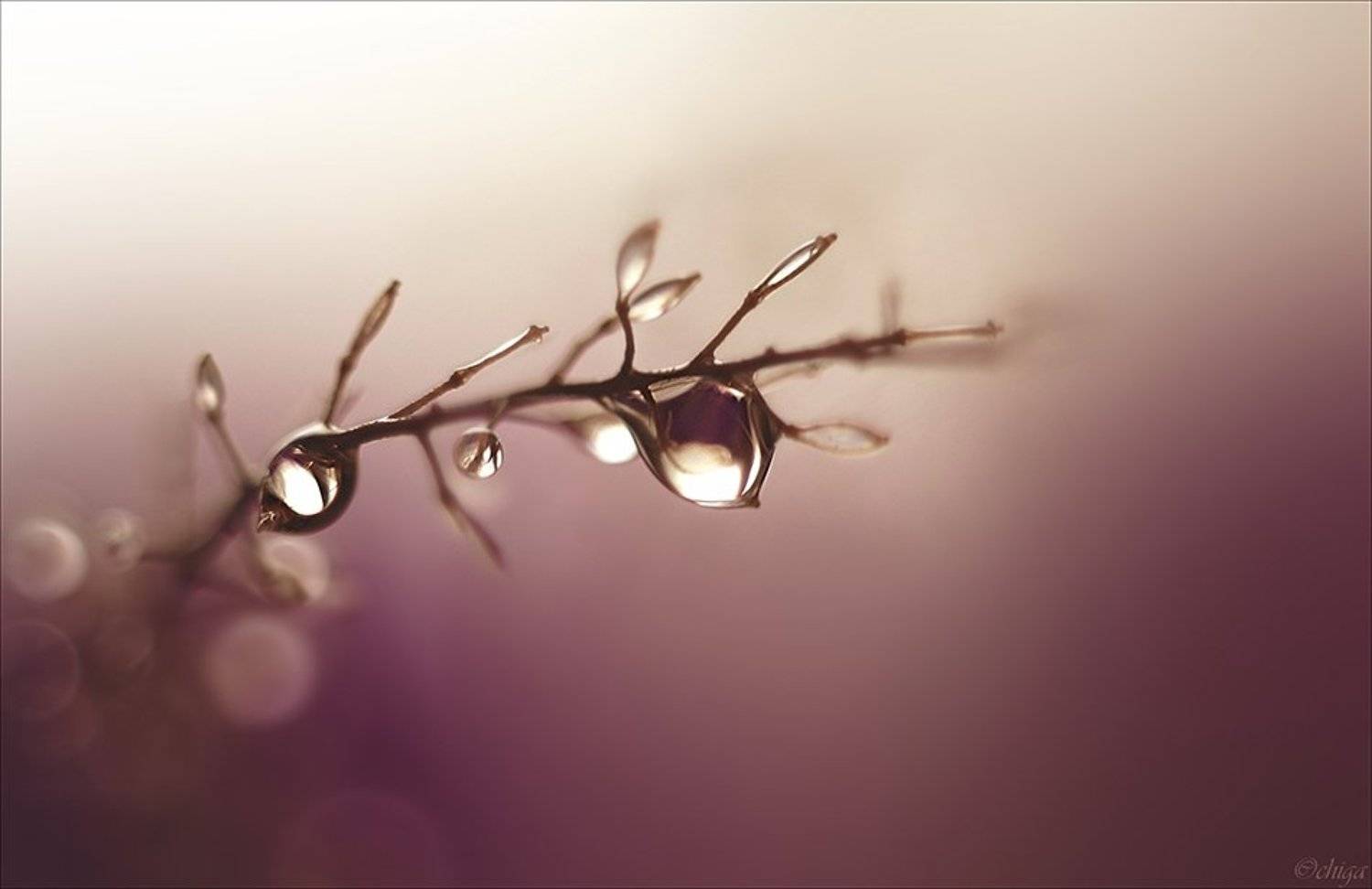 Нежность. Автор: Chiga вода, капли, Chiga