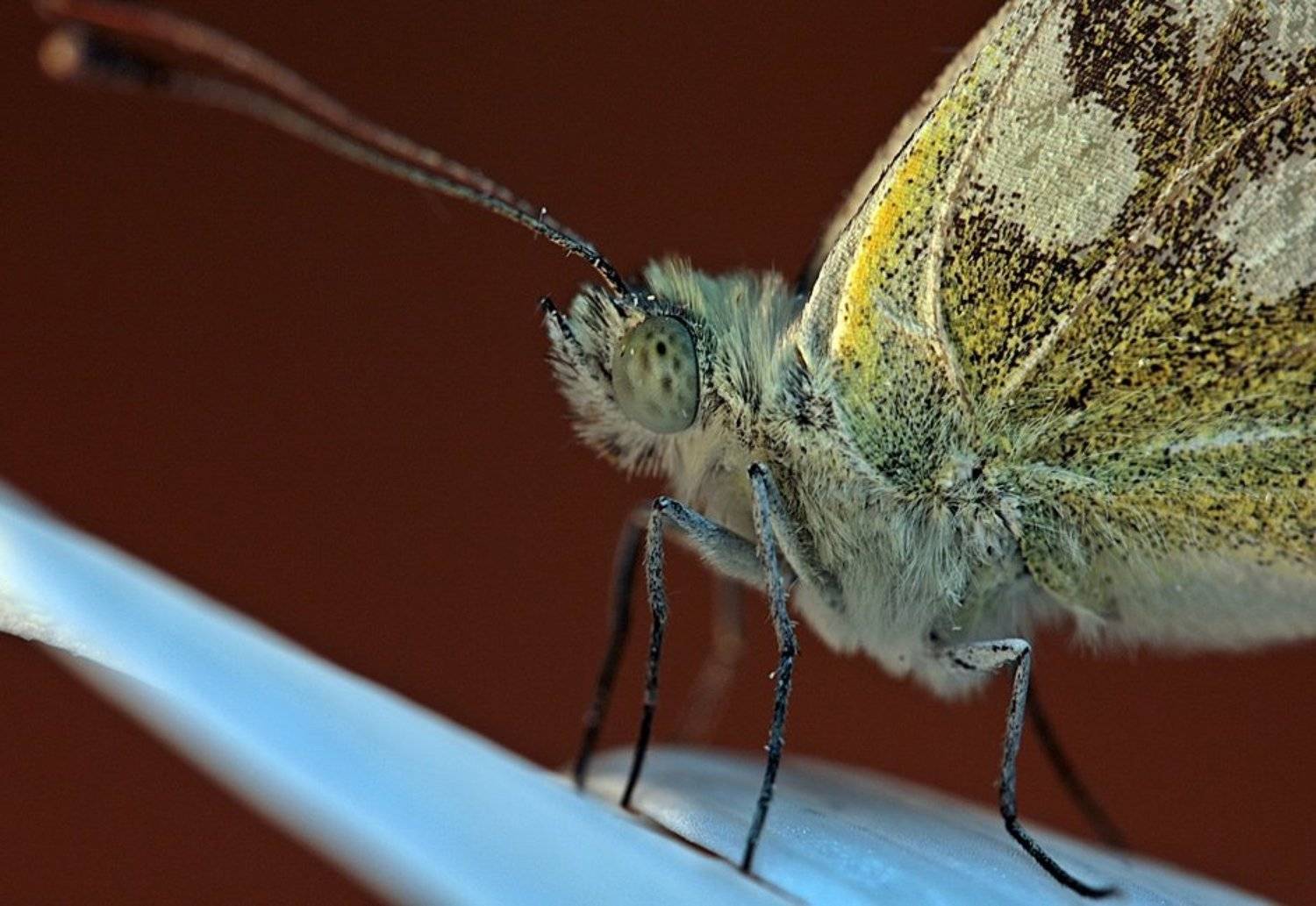 Инопланетянка. Автор: Татьяна Алёшина , Татьяна Алёшина