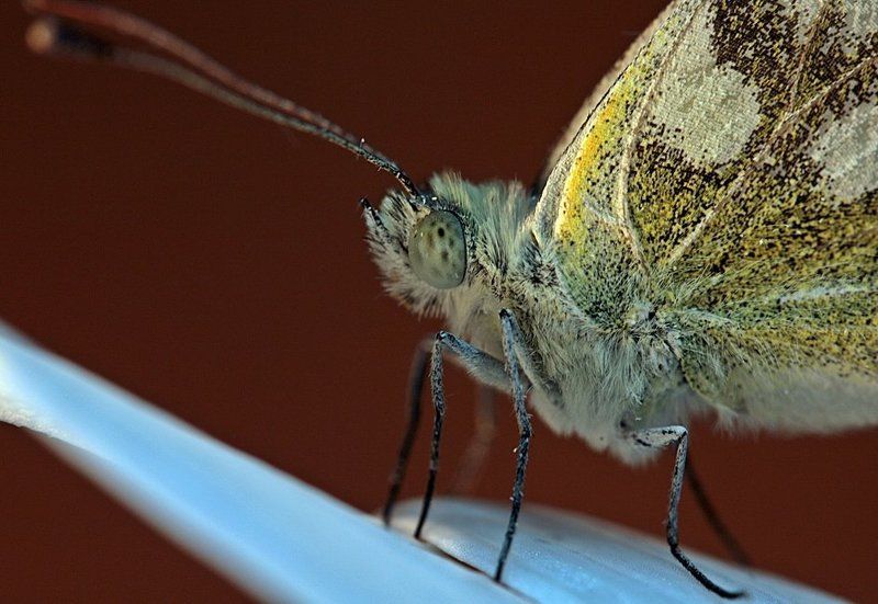 Инопланетянкаphoto preview