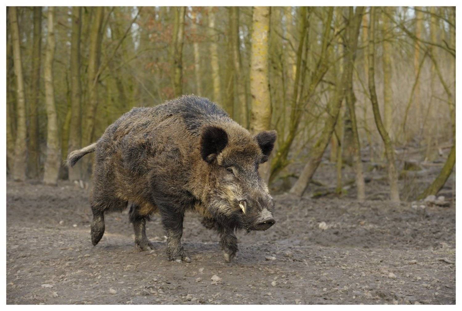 Одинокий мужчина желает познакомиться. Автор: Наталья Паклина кабан, взрослый, sus scrofa, Наталья Паклина
