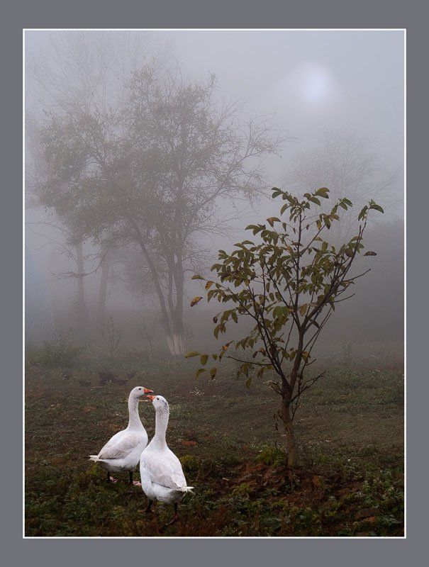 сельская, жизнь, утро, в, деревне, гуси, туман, на, прогулке Ранним утромphoto preview