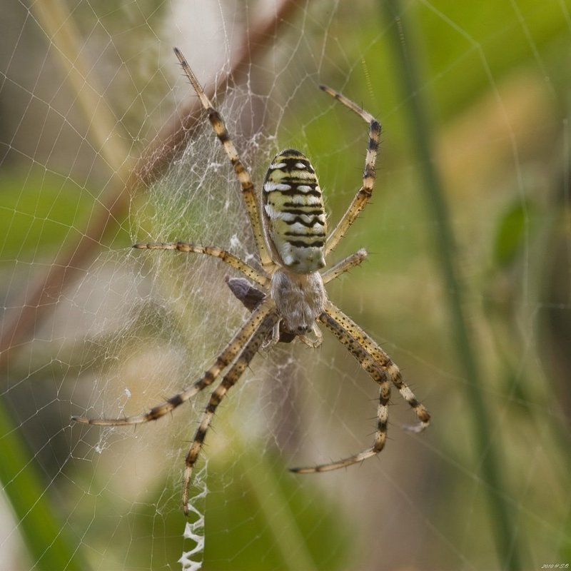 макро,аргиопа,паук-оса,wasp spider,wespenspinne,argiope bruennichi Паук-осаphoto preview