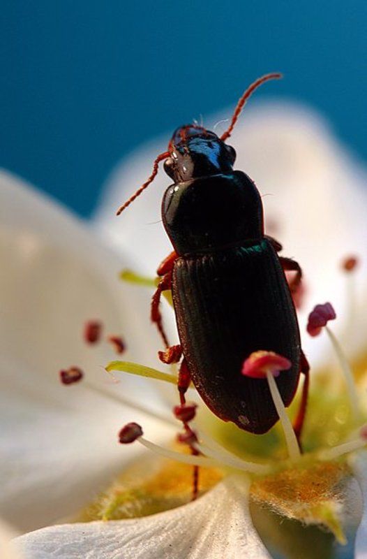 Любопытныйphoto preview