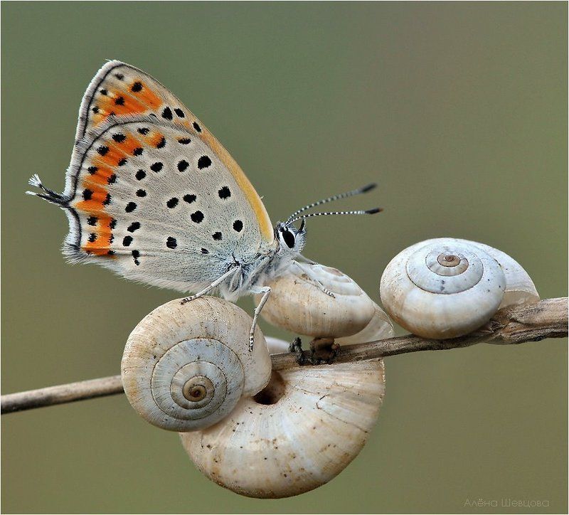 бабочка На колесах.photo preview