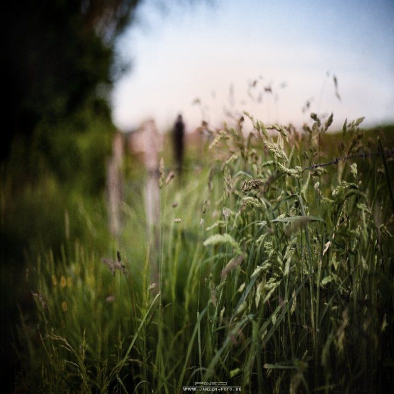 alone .photo preview