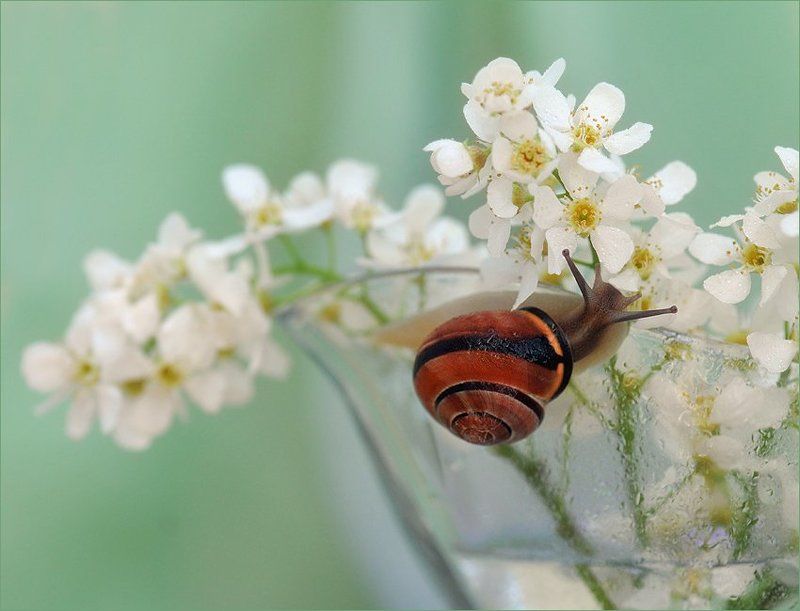 макро Тяга к прекрасному...photo preview