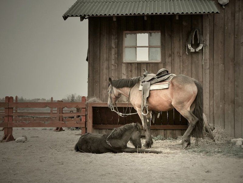 конь, кони, жеребенок Сны о Диком Западеphoto preview