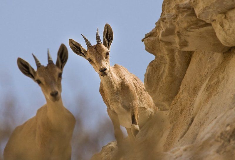 козероги , самочки любопытныеphoto preview