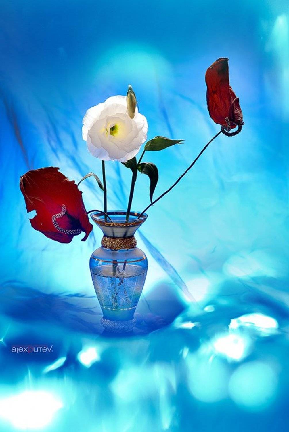 Ко дню Влюбленных !. Автор: Александр Путев предметка, натюрморт, стекло,цветы, Александр Путев