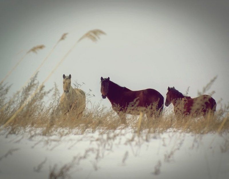 степь (репост)photo preview