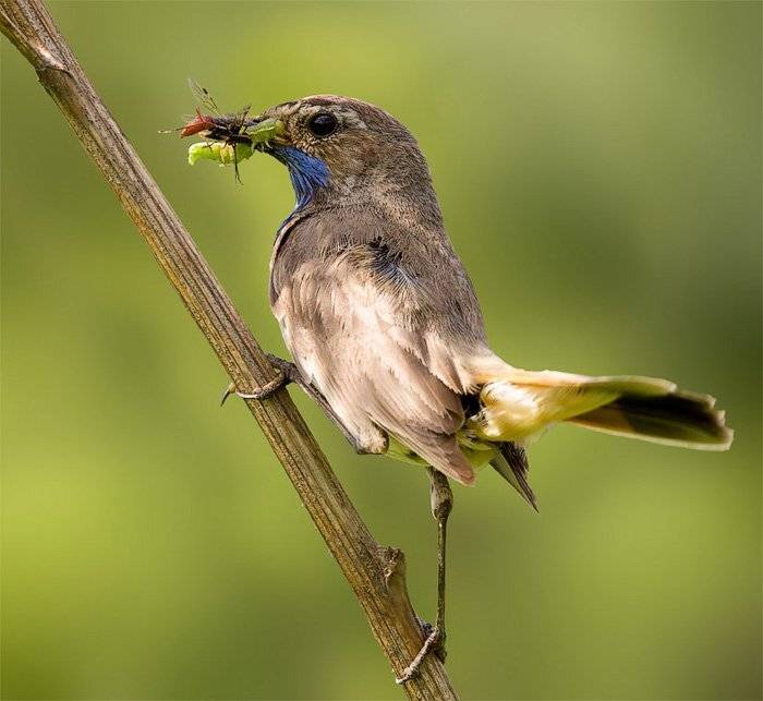 Про варакушкину диету.. Автор: Георгий Грушин (Photo-classic) , Георгий Грушин (Photo-classic)