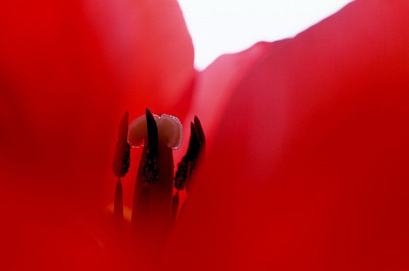 Тюльпанphoto preview