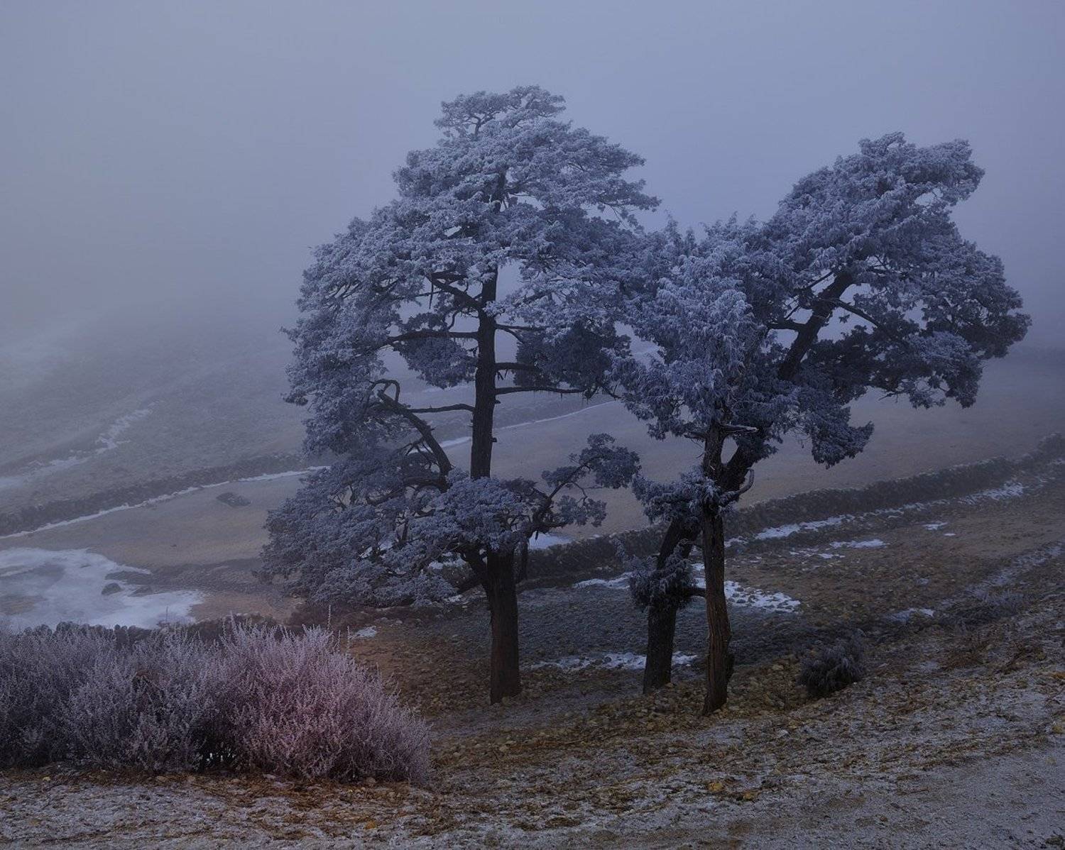 В туманном инее. Автор: Vladimir , Vladimir