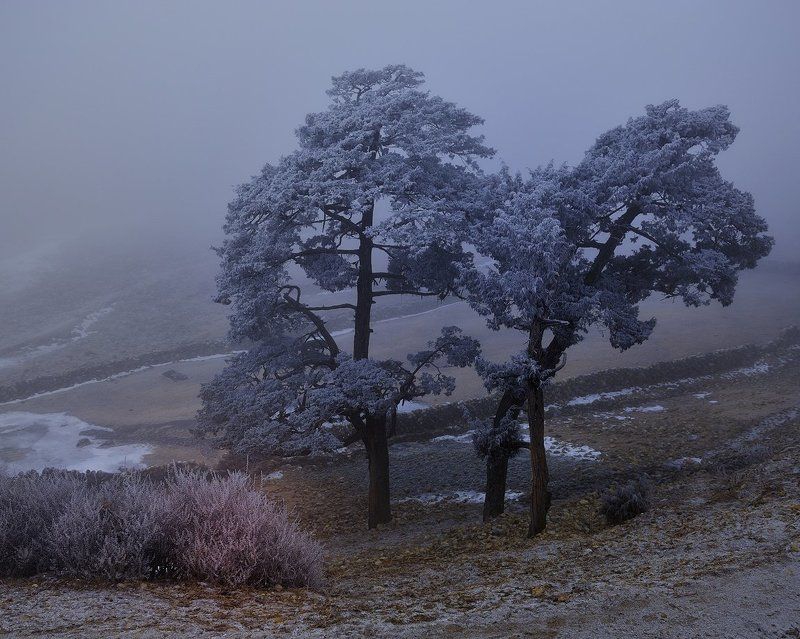 В туманном инееphoto preview