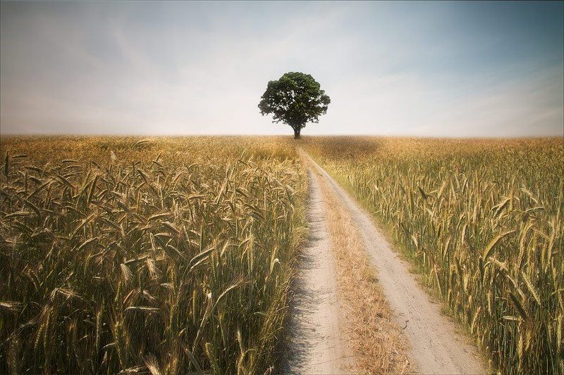 My favorite treephoto preview