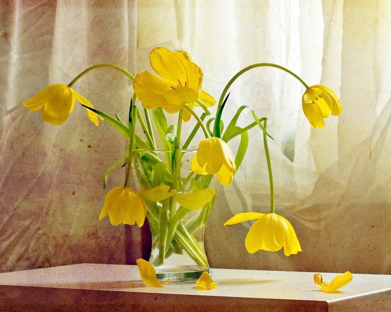 тюльраны -photo preview