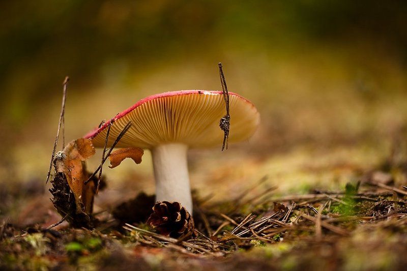 сыроежка, гриб сыроежкаphoto preview