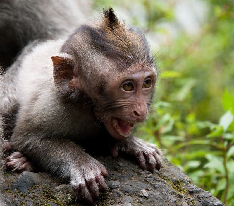 мартышка Почти человекphoto preview