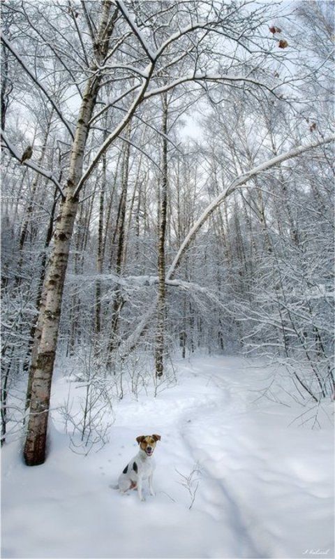 Зимние зарисовкиphoto preview