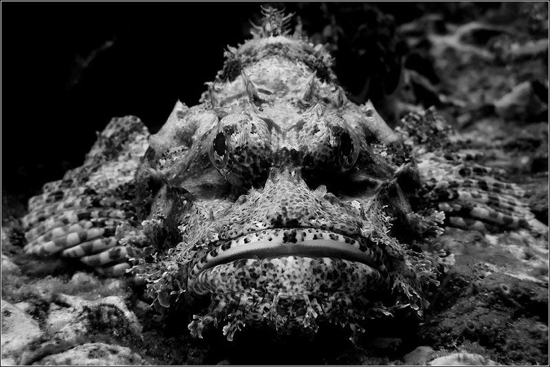 Ночной Кошмарphoto preview