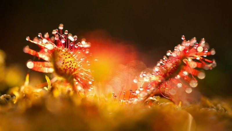 росянка, макропейзаж Росянка с вечерней подсветкойphoto preview