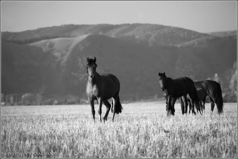 кониphoto preview
