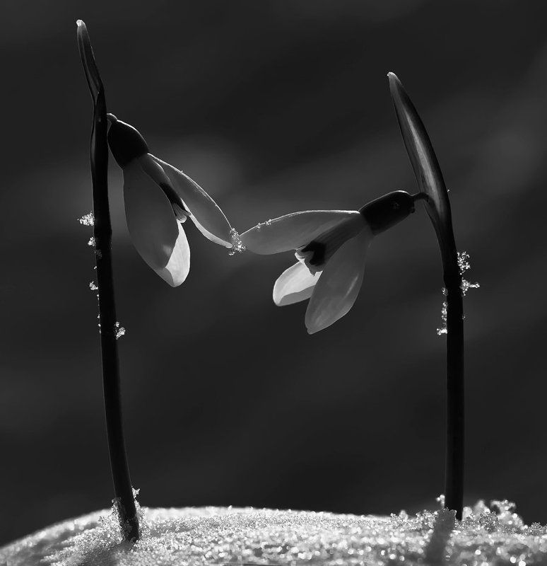 подснежники,нежность Нежность...photo preview