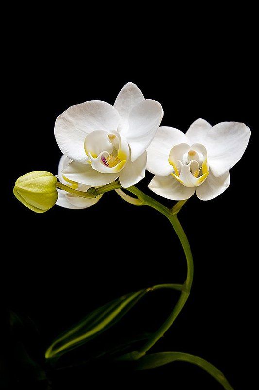 Phalaenopsis amabilisphoto preview