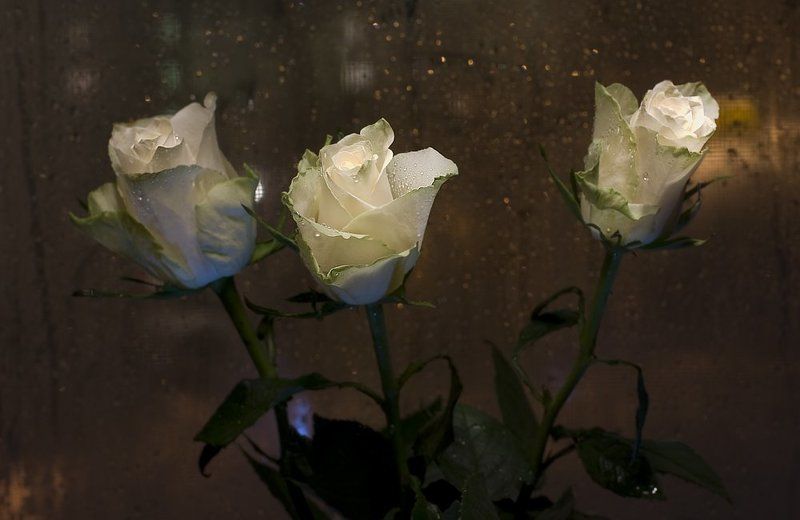 розы, февраль, капли, окно А за окном февраль...photo preview