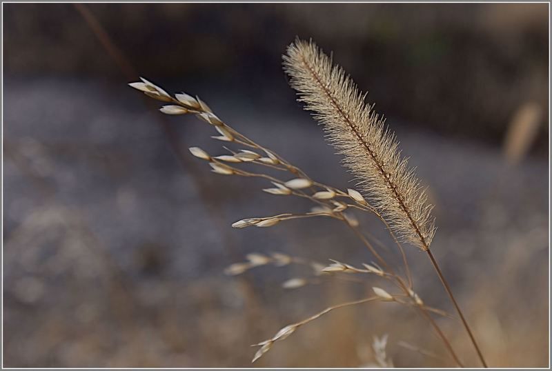 природа Безымянный....photo preview