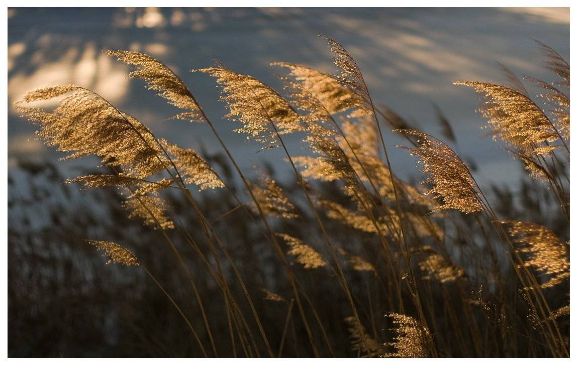 , Николай Шахманцир