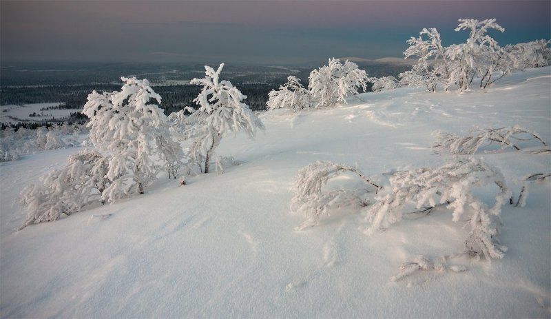 кольский, полуостров, зима ***Скованные морозом*** фото превью