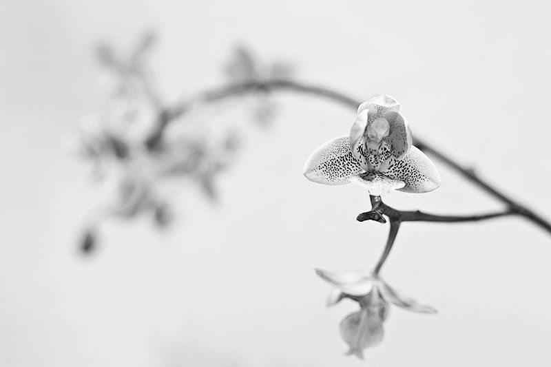 Phalaenopsis Philadelphiaphoto preview