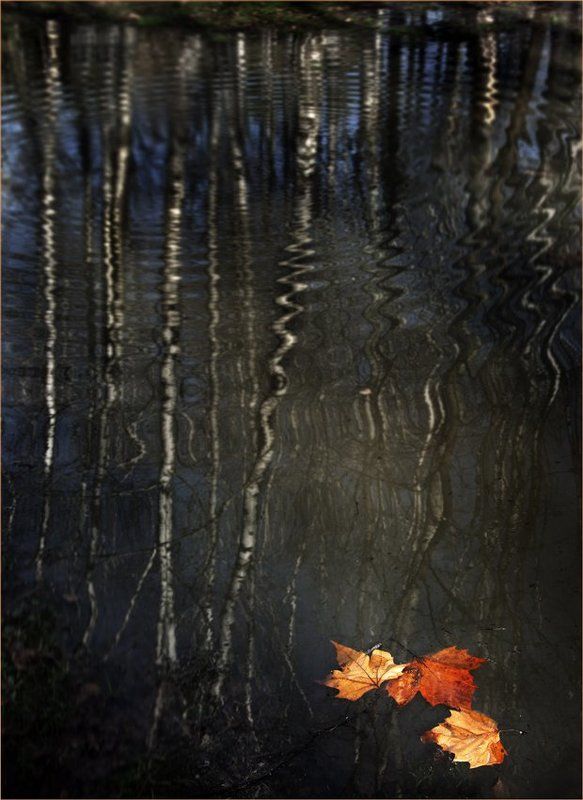 парки , осень, листья Последние швартовыеphoto preview