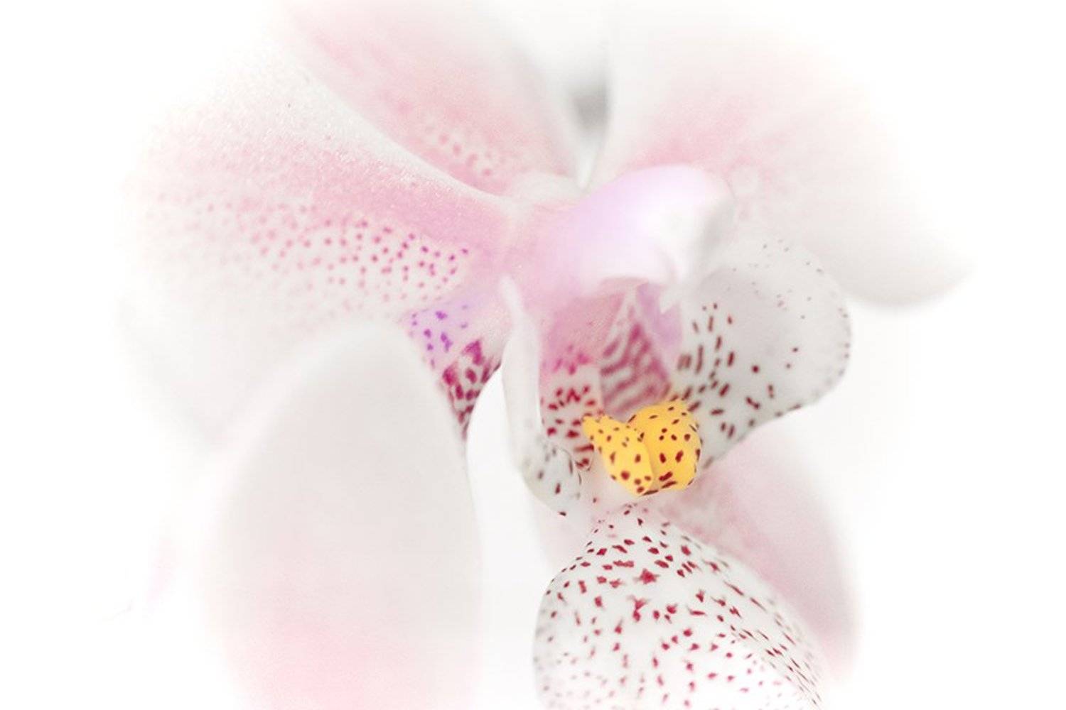 , Sergey Shaposhnikov