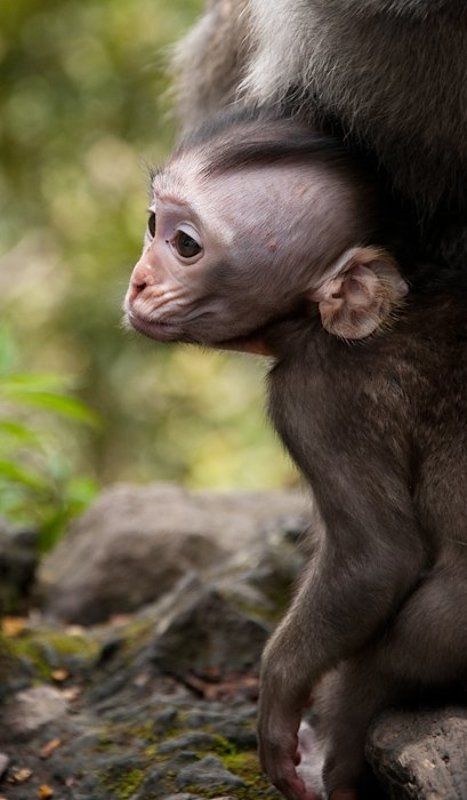 макак-крабоед Братья. Меньшие.photo preview