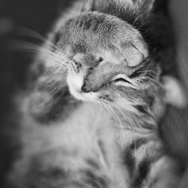 cat,details,emotion,black and white,in focus,dof,bokeh detailed emotionsphoto preview