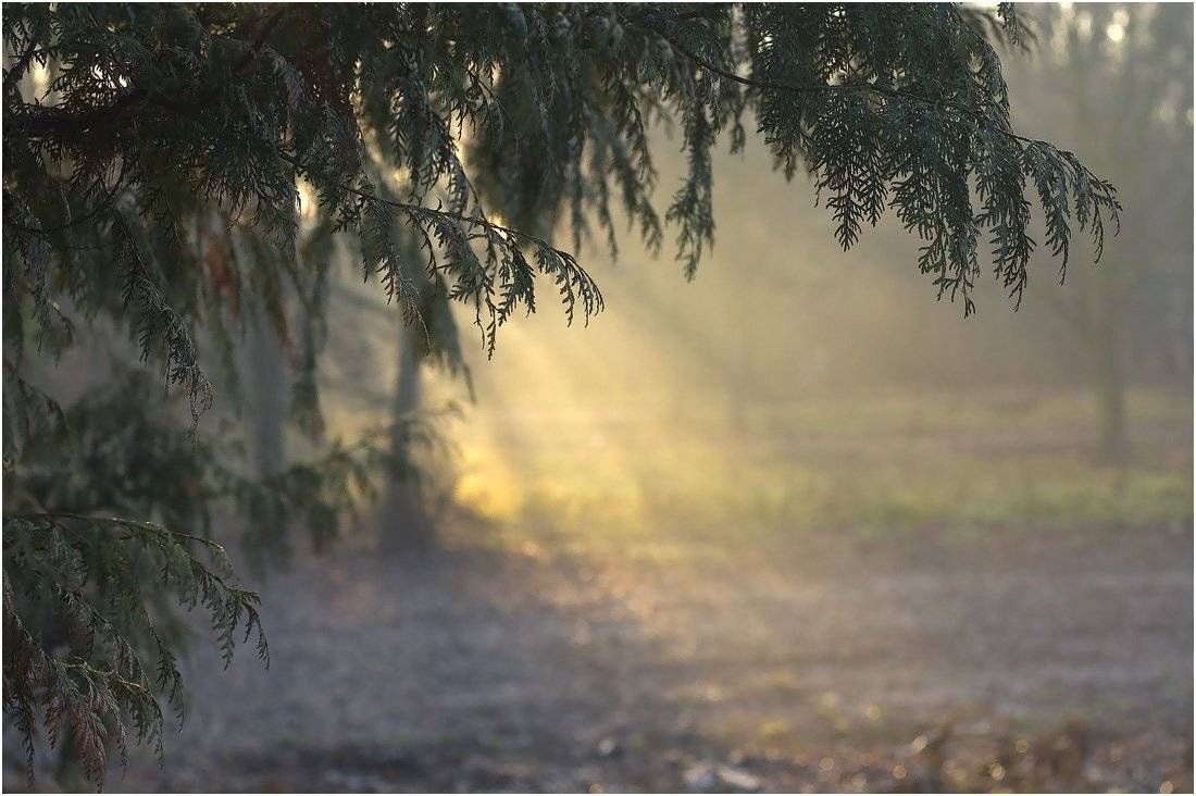 свет и тень.... Автор: Николай Шахманцир , Николай Шахманцир