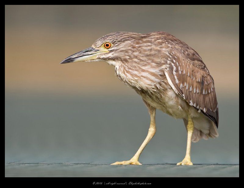кваква, black, crowned, night, heron, израиль Молодая Квакваphoto preview