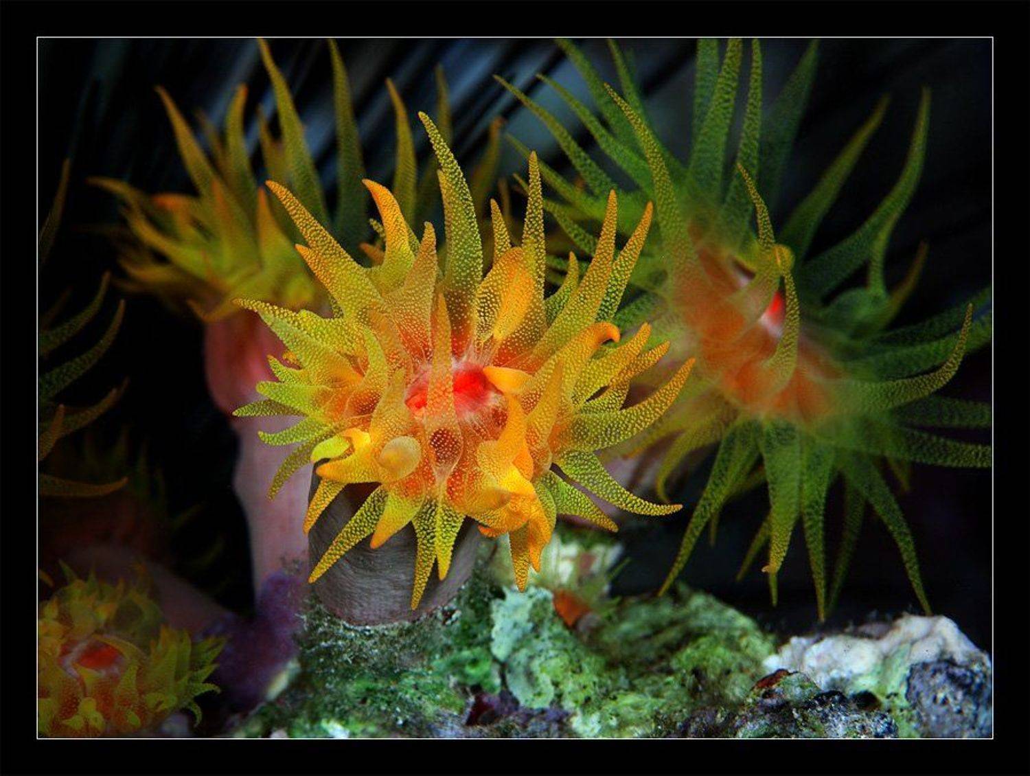 актинии, цветок, щупальца, мореб ночь, Нарчук Андрей