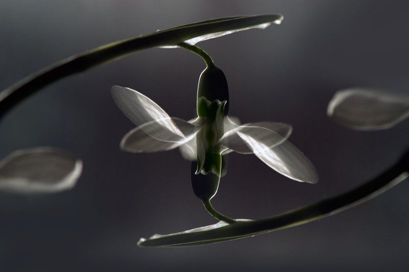 мультиэкспозиция Весна желаньем обвенчала нас...photo preview