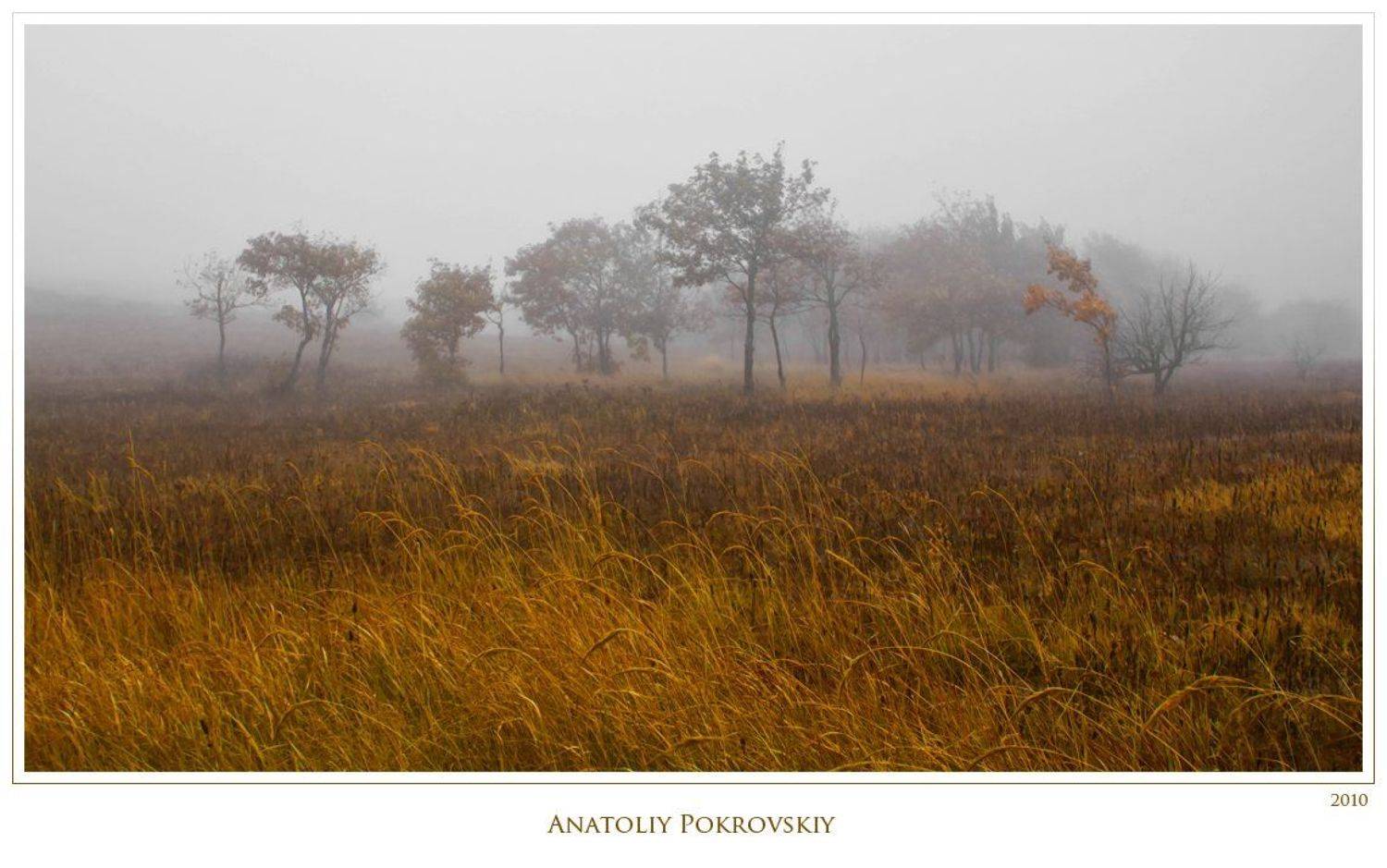 туман, дерево, лес, клен, демерджи, демирджи, крым, анатолий покровский, Анатолий Покровский