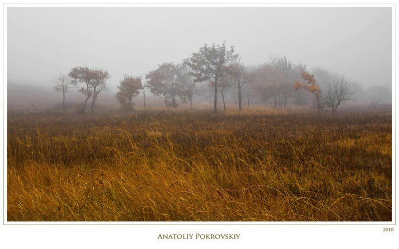 туман, дерево, лес, клен, демерджи, демирджи, крым, анатолий покровский Туманная призрачность осенней обнажённости дикой грушиphoto preview