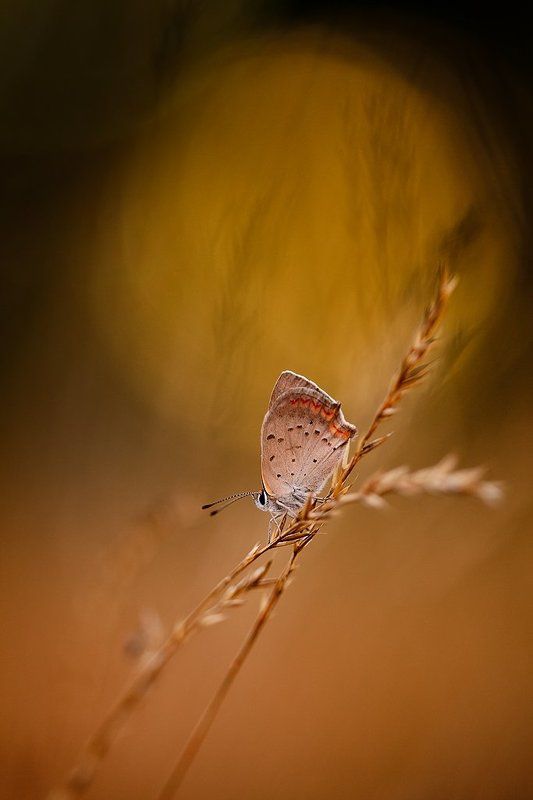 бабочка, вечер ****photo preview