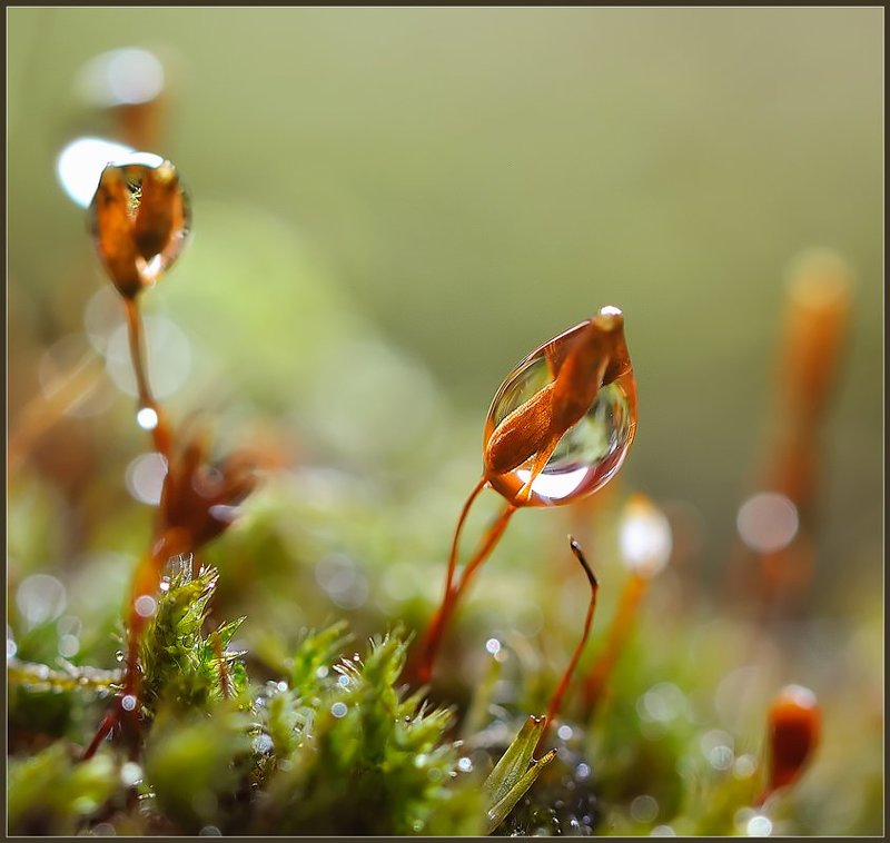 макро,капли,красота,вода, Чувства.photo preview