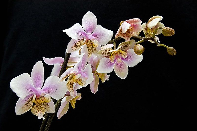Phalaenopsis Philadelphiaphoto preview