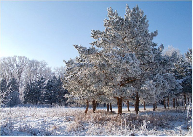 мороз, снег, зима, сосны Морозноphoto preview