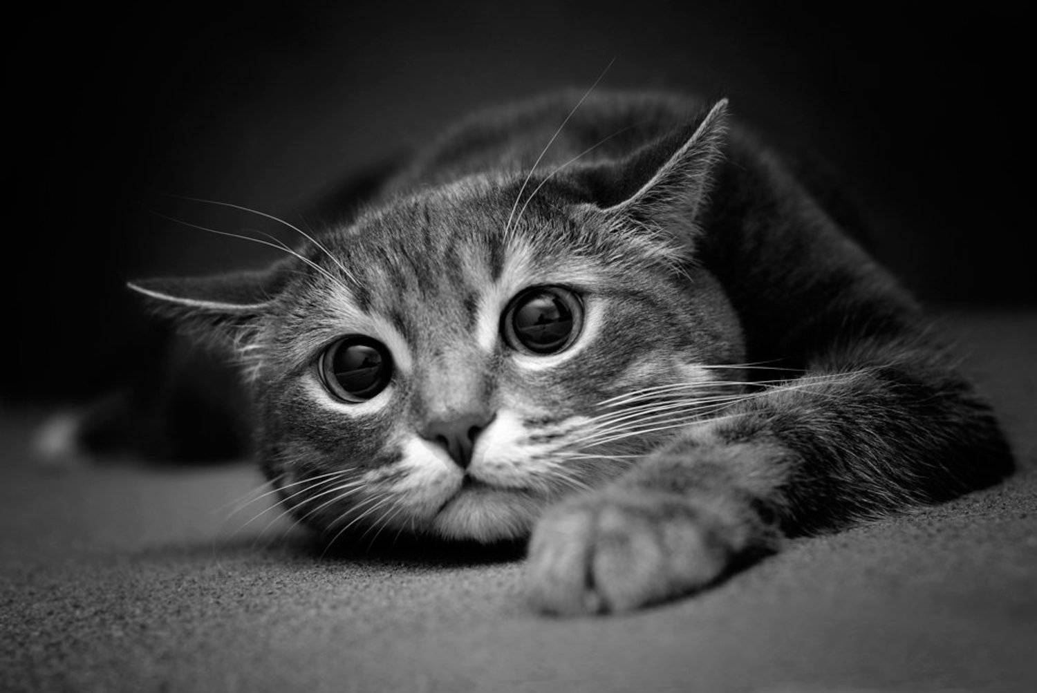 , Павел Хлыпенко